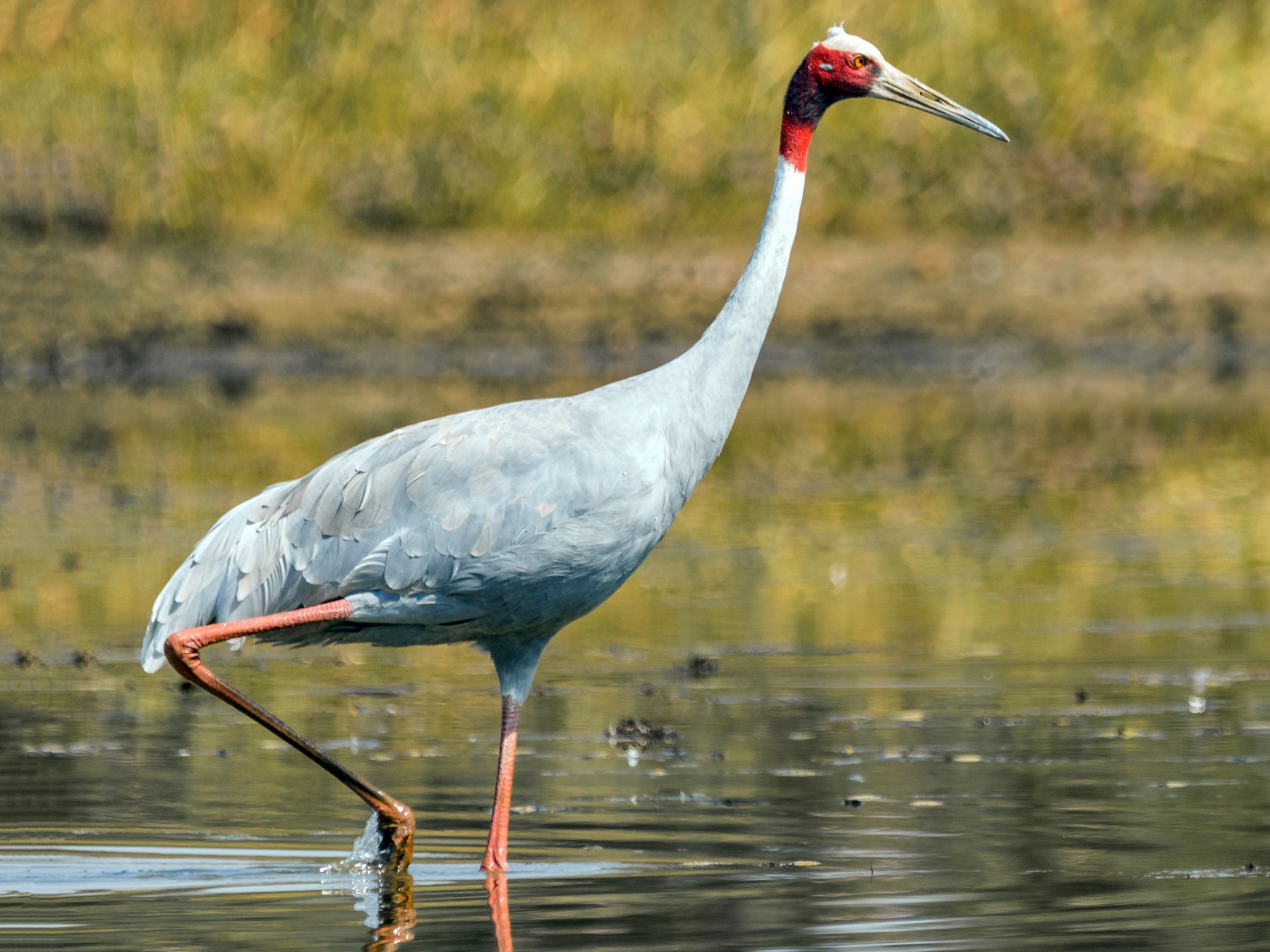 Sarus bird crane - ebird dot org1662802947.jpeg